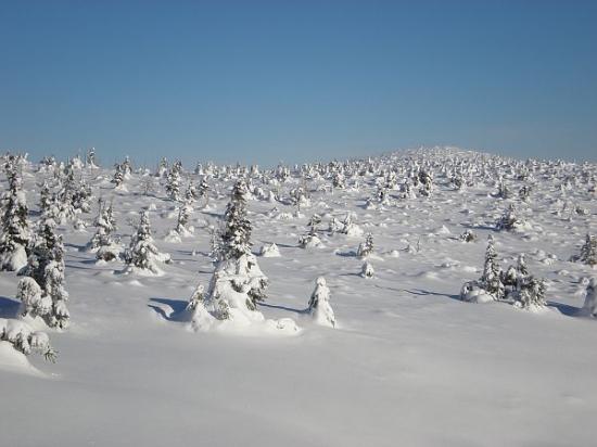 Śnieżny las