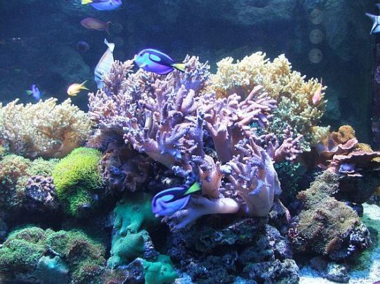 Koralowce twarde